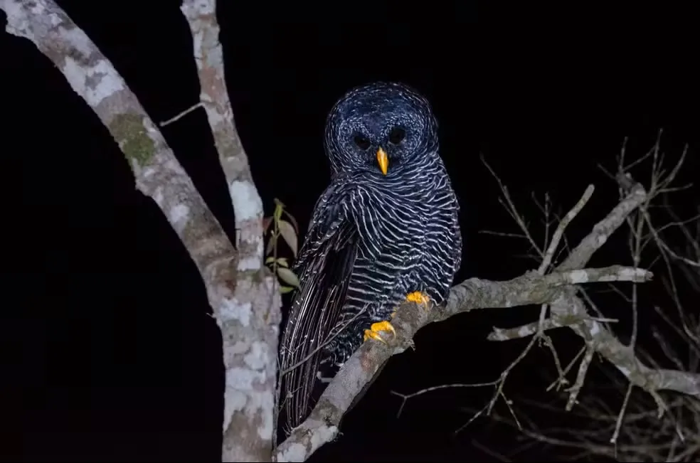 Registro da coruja-preta em unidade de conservação no Noroeste Fluminense durante ação de monitoramento da fauna