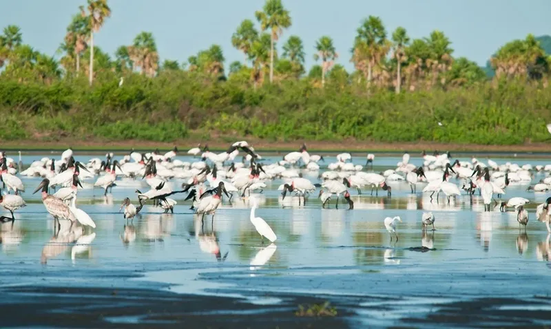 Desmatamento no Brasil cai em 2025, mas segue concentrado no Cerrado e na Amazônia