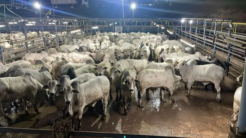 Sistema intensivo eleva produtividade e impulsiona rentabilidade na pecuária de corte