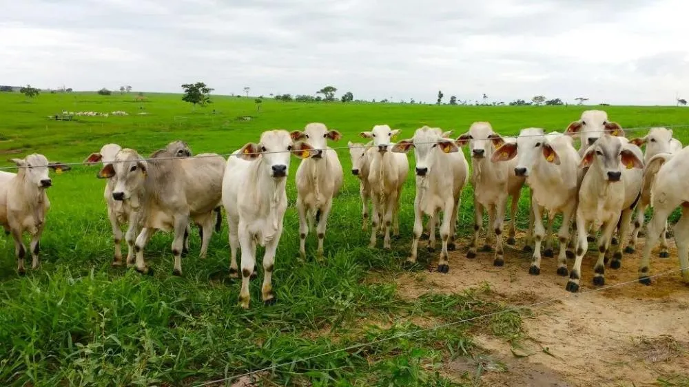Preço futuro do boi gordo volta a subir após queda no fim de maio