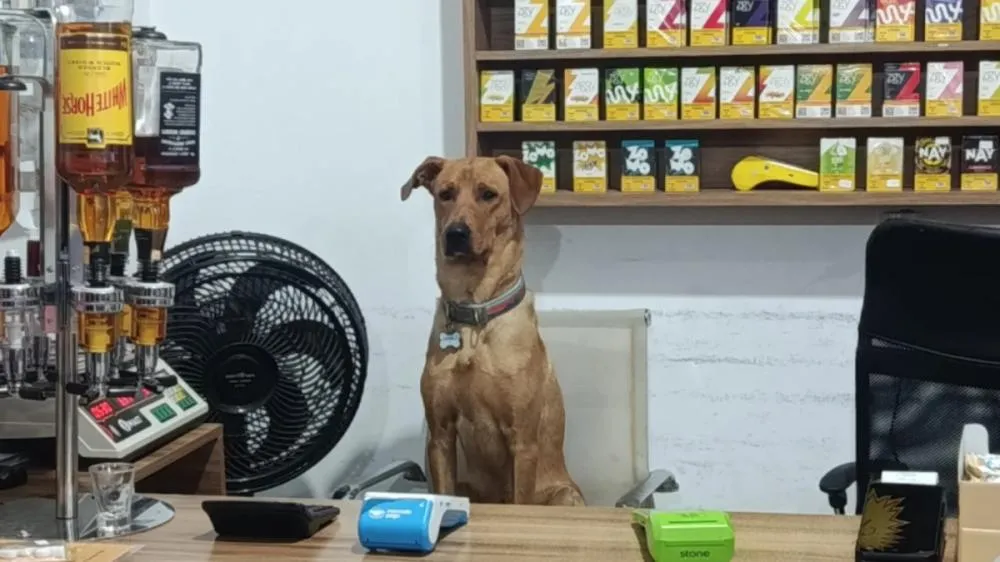 Antônio, cão que virou atração em mercado de São José, interage com clientes durante o expediente