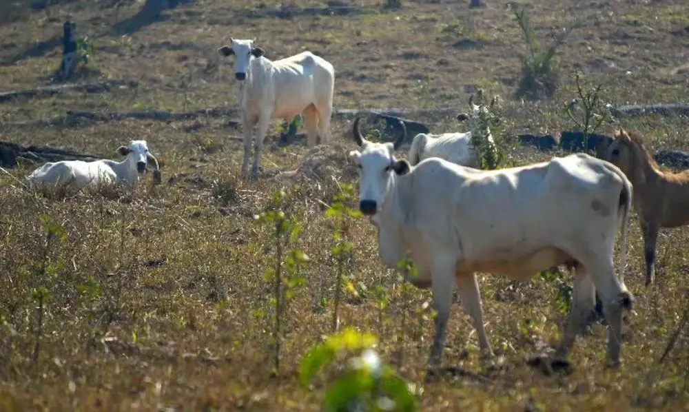 Estudo aponta baixo controle socioambiental de frigoríficos e avanço do desmatamento no Cerrado