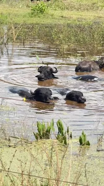 Turismo rural com búfalos impulsiona mercado sustentável no Marajó