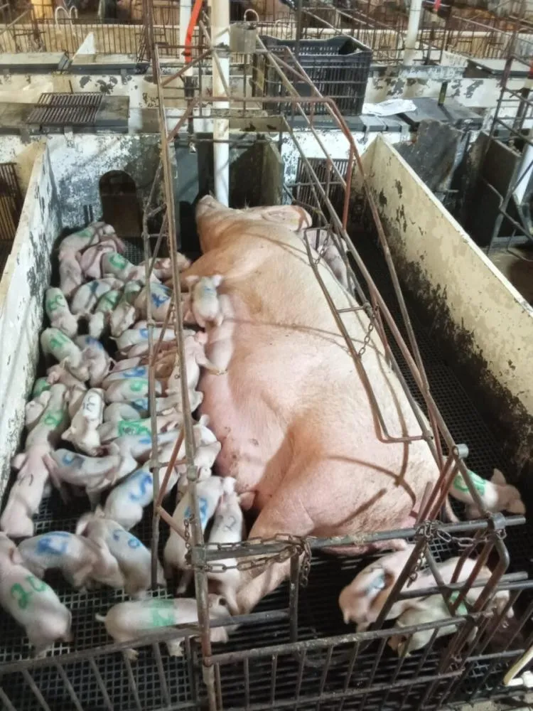 Registro do sistema produtivo onde foi observado desempenho reprodutivo acima dos padrões, resultado associado à genética e ao manejo
