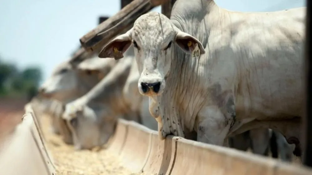 Disponibilidade limitada de bovinos prontos para abate sustenta preços, ao mesmo tempo em que maior oferta de animais jovens pressiona reposição