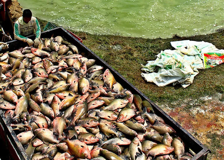 Parasita transmitido por crustáceos microscópicos afeta o desenvolvimento de peixes e compromete a produtividade na aquicultura