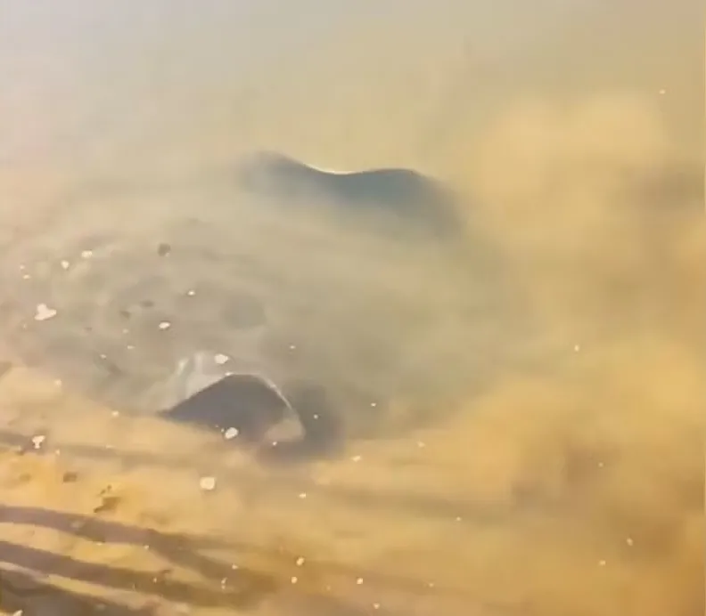 Animal de água doce é visto próximo à margem do rio Araguaia, chamando atenção de banhistas pela dimensão. | Foto: Instagram de Mari Borges