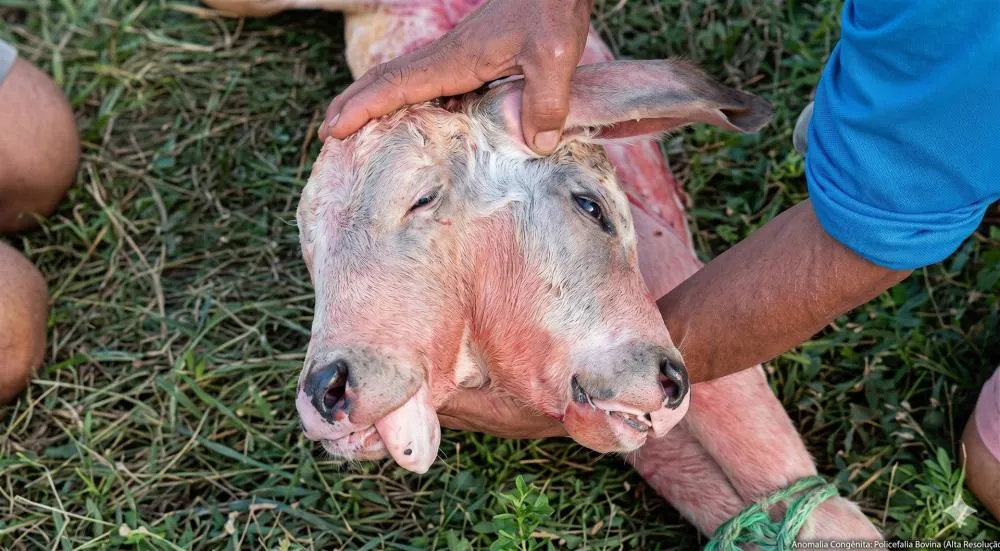 Registro de caso raro na bovinocultura destaca importância da assistência veterinária e do monitoramento gestacional em propriedades rurais.