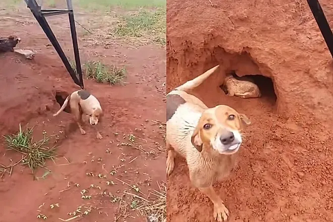 Interação entre trabalhador rural e animal evidencia comportamento de alerta que levou ao resgate de filhotes em área de risco