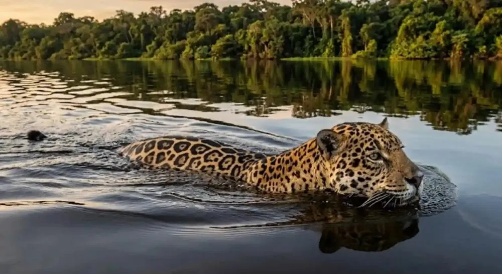 Onça-pintada em ambiente de floresta amazônica: deslocamentos dependem da integridade dos corredores fluviais.